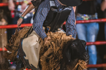 Rodeio em carneiros